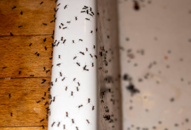 Best Local Pest Control Services  in Southside, AL